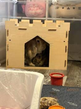 Matthew snd Jane -  Holland Lop Rabbit for Adoption in Saint Charles, Missouri - Matthew Snd Jane | PetCurious