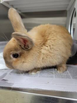 Rescue Bunny Rabbit Rabbits for Adoption in St. Louis, Missouri - CRACKER | PetCurious