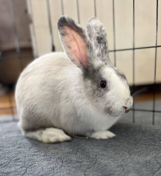 Maple -  Harlequin and Florida White Rabbit for Adoption in Great Neck Plaza, New York - Maple | PetCurious