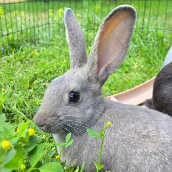 Daisy -  American Rabbit for Adoption in Spokane, Washington - Daisy | PetCurious