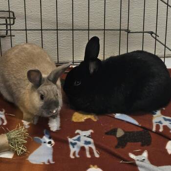American Rabbits Available for Adoption - Kuro | PetCurious