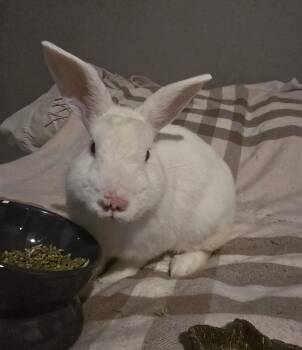 Paul McCartney -  New Zealand Rabbit for Adoption in Knoxville, Tennessee - Paul McCartney | PetCurious