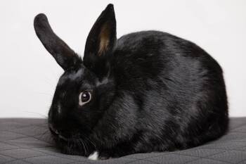 Almond / Oat -  Bunny Rabbit Rabbit for Adoption in Pflugerville, Texas - Almond / Oat | PetCurious