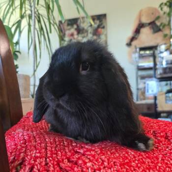 Yeenie -  Holland Lop Rabbit for Adoption in Los Angeles, California - Yeenie | PetCurious