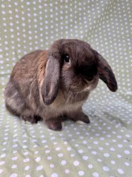 Isla (Bonded to Ira) -  Lop Eared Rabbit for Adoption in Gainesville, Florida - Isla (Bonded To Ira) | PetCurious