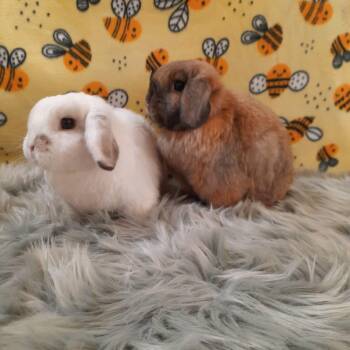 Lop Eared Rabbits Available for Adoption in Montclair, California - Caramel & Snowball | PetCurious