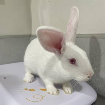 New Zealand Rabbits Available for Adoption in Clearwater, Florida - Marshmallow | PetCurious