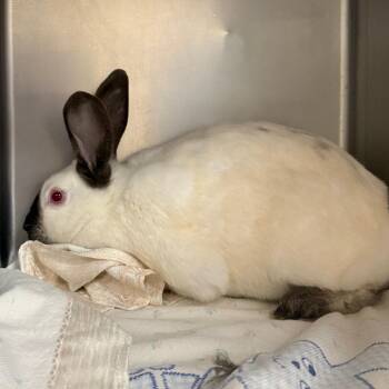 Bunnicula -  Bunny Rabbit Rabbit for Adoption in Cheyenne, Wyoming - Bunnicula | PetCurious