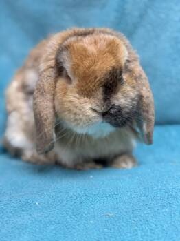Ben -  Holland Lop Rabbit for Adoption in Edinburg, Pennsylvania - Ben | PetCurious