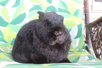 Havana Rabbits Available for Adoption - Barney | PetCurious