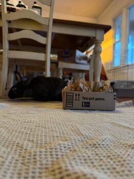 New Zealand Rabbits Available for Adoption - Crunchy  | PetCurious