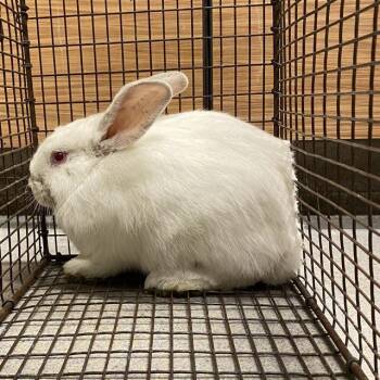 A611880 -  New Zealand Rabbit for Adoption in Modesto, California - A611880 | PetCurious