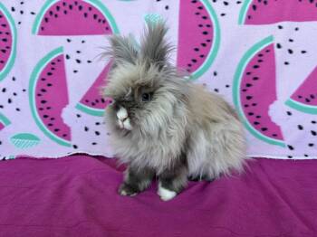Lionhead Rabbits Available for Adoption - Vernon | PetCurious