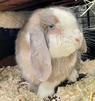 English Lop Rabbits Available for Adoption in Hamilton, Ontario - Solene | PetCurious