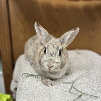 Marilyn Bunroe--In Foster -  Rex Rabbit for Adoption in Fargo, North Dakota - Marilyn Bunroe--In Foster | PetCurious