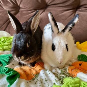 Rescue Satin and English Spot Rabbits for Adoption in Rock Hall, Maryland - Leggy And Liam | PetCurious