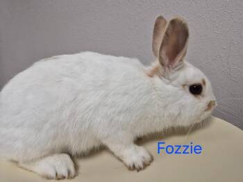 Bunny Rabbit Rabbits Available for Adoption in Cincinnati, Ohio - Fozzie | PetCurious