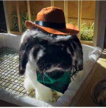 Rescue Holland Lop Rabbits for Adoption in Los Angeles, California - Gianni | PetCurious