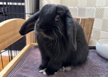 Holland Lop Rabbits Available for Adoption in Westford, Massachusetts - Rudolph | PetCurious