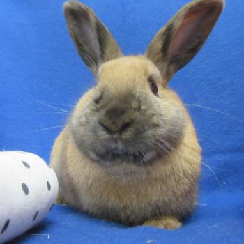 Cinnamon Rabbits Available for Adoption - Dale | PetCurious
