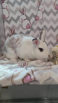 Rescue Bunny Rabbit Rabbits for Adoption in Waynesboro, Virginia - Merida | PetCurious