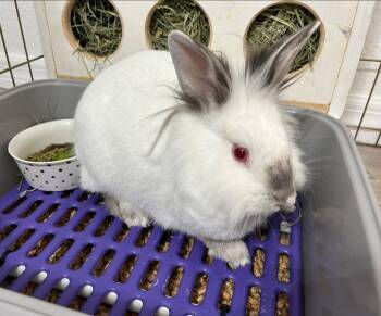 Rescue Lionhead Rabbits for Adoption in Holiday, Florida - Rosalie | PetCurious