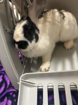 Eureka -  American Rabbit for Adoption in Fruit Heights, Utah - Eureka | PetCurious