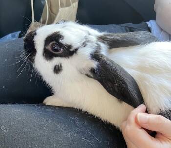 English Spot Rabbits Available for Adoption - Minkus | PetCurious