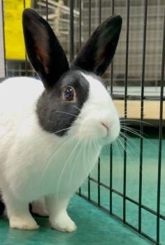Fairy Poppins -  Dutch Rabbit for Adoption in Mill Valley, California - Fairy Poppins | PetCurious