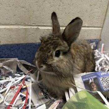 Lionhead Rabbits Available for Adoption in Dekalb, Illinois - Kenopsia | PetCurious