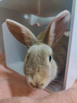 Simba -  American Rabbit for Adoption in Fruit Heights, Utah - Simba | PetCurious