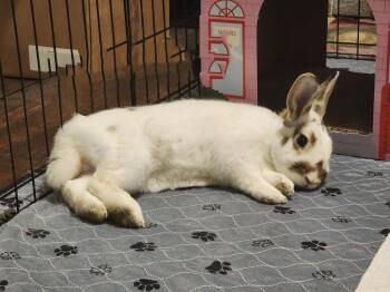 English Spot Rabbits Available for Adoption in Melbourne, Florida - Hedgehog | PetCurious