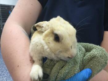 Bunny Rabbit Rabbits Available for Adoption - CLOUD | PetCurious