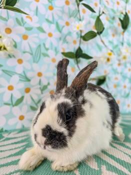 Bunny Rabbit Rabbits Available for Adoption in Long Beach, California - Marble | PetCurious