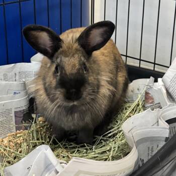 Bunny Rabbit Rabbits Available for Adoption in Murray, Utah - Flash | PetCurious