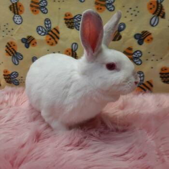 Rescue Bunny Rabbit Rabbits for Adoption in Montclair, California - Scarlett | PetCurious