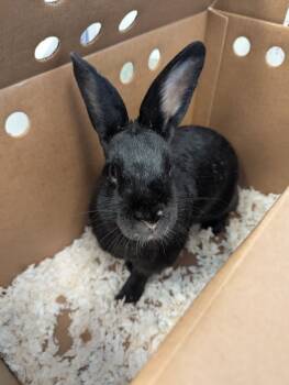 Rescue Havana Rabbits for Adoption in Houston, Texas - Ozzy | PetCurious