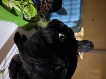 Rescue Bunny Rabbit Rabbits for Adoption in Sandy Springs, Georgia - Bear Pierre | PetCurious