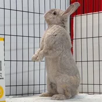 Lilac Rabbits Available for Adoption - Pebble | PetCurious