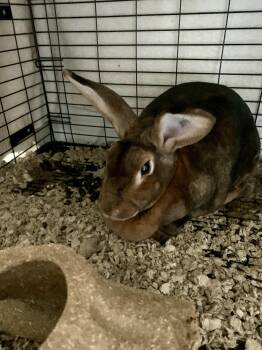 Root -  Rex Rabbit for Adoption in Grass Valley, California - Root | PetCurious