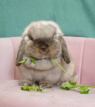 Rescue Mini Lop Rabbits for Adoption in Chicago, Illinois - Shiksappeal | PetCurious