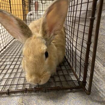 A611864 -  Flemish Giant Rabbit for Adoption in Modesto, California - A611864 | PetCurious