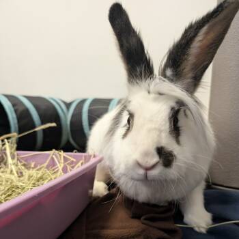 Rescue Lionhead Rabbits for Adoption in York, Pennsylvania - Thunder Rosa | PetCurious