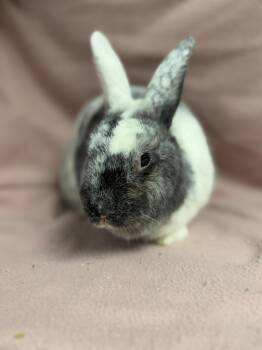 Nemo -  Harlequin Rabbit for Adoption in Edinburg, Pennsylvania - Nemo | PetCurious