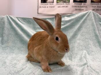 Michelangelo -  New Zealand Rabbit for Adoption in Westford, Massachusetts - Michelangelo | PetCurious