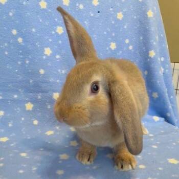 Hickory -  Bunny Rabbit Rabbit for Adoption in Santa Cruz, California - Hickory | PetCurious