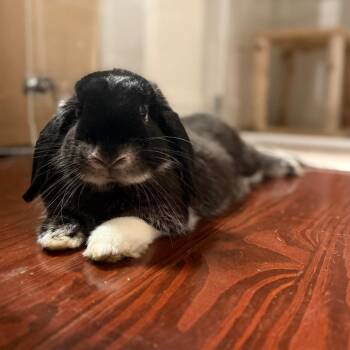 Coco -  Mini Lop Rabbit for Adoption in Miami, Florida - Coco | PetCurious
