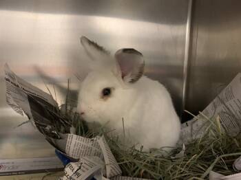 Rescue Bunny Rabbit Rabbits for Adoption in San Jose, California - SUNNY | PetCurious