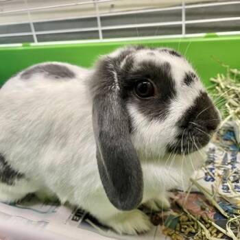 Mama -  Holland Lop Rabbit for Adoption in New Hope, Pennsylvania - Mama | PetCurious