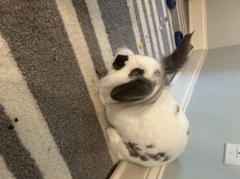 Paco -  American Fuzzy Lop Rabbit Available for Adoption in Kalamazoo, Michigan - Paco | PetCurious